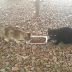 Feeding Friends Project Donatie Kattenvoer